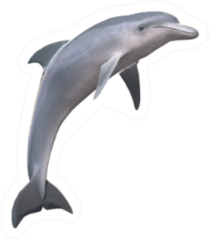 Hi Res Dolphin Isolated Sticker