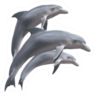 Hi Res Dolphins Isolated Sticker