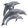 Hi Res Dolphins Isolated Sticker