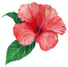 Hibiscus and Leaves Sticker