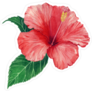 Hibiscus and Leaves Sticker