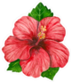 Hibiscus Flower And Leaves Sticker