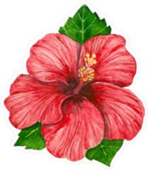 Hibiscus Flower And Leaves Sticker