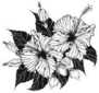 Hibiscus Flower Illustration Sticker