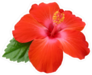 Hibiscus Flower with Single Green Leaf Sticker
