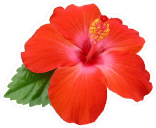 Hibiscus Flower with Single Green Leaf Sticker