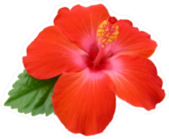 Hibiscus Flower with Single Green Leaf Sticker