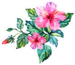 Hibiscus Flowers and Buds Sticker