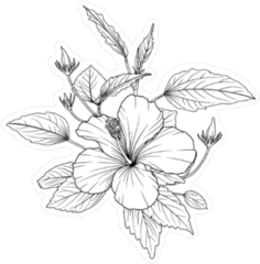 Hibiscus Flowers Sketch Sticker