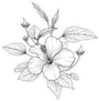 Hibiscus Flowers Sketch Sticker