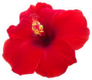 Hibiscus Red Flower Sticker