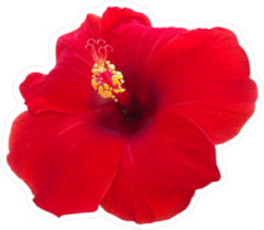 Hibiscus Red Flower Sticker