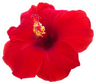 Hibiscus Red Flower Sticker