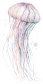High Quality Watercolor Jellyfish Sticker