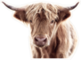 Highland Cow Brown Sticker