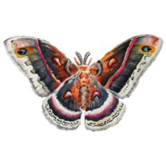 Highly Detailed Butterfly/Moth Sticker