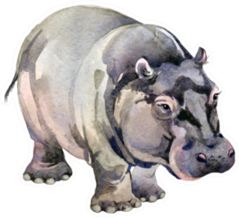 Hippo. African Animals. Watercolor Animal Illustration Sticker
