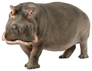 Hippopotamus Amphibius Sticker