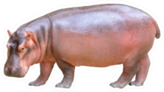 Hippopotamus Isolated On White Background Sticker