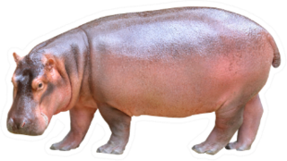 Hippopotamus Isolated On White Background Sticker