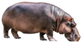 Hippopotamus Isolated Sticker
