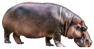 Hippopotamus Isolated Sticker