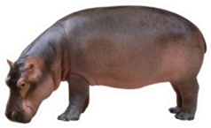 Hippopotamus Side View Sticker