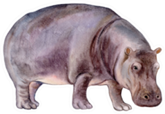 Hippopotamus Watercolor Illustration Sticker