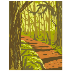 Hoh Rainforest In Olympic National Park Washington State Sticker