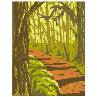 Hoh Rainforest In Olympic National Park Washington State Sticker