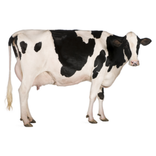 Holstein Cow Photo Sticker