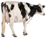 Holstein Cow, Standing In Front Of White Background Sticker