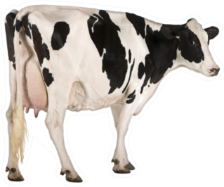 Holstein Cow, Standing In Front Of White Background Sticker