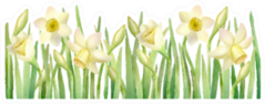 Horizontal Border With Daffodils Sticker