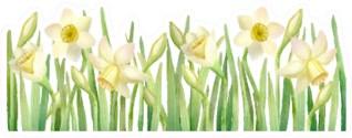 Horizontal Border With Daffodils Sticker