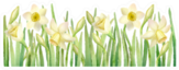 Horizontal Border With Daffodils Sticker