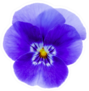 Horned Pansy Isolated On White Sticker