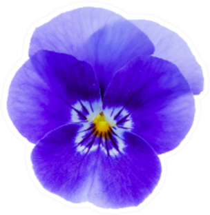 Horned Pansy Isolated On White Sticker