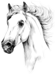 Horse Head Profile Sketch Sticker
