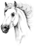 Horse Head Profile Sketch Sticker