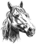 Horse Head Sketch Sticker