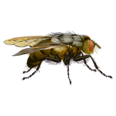 House Fly Insect Detailed Illustration Sticker
