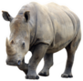 Huge Rhino Isolated Sticker