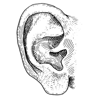Human Biology Ear Sketch Sticker