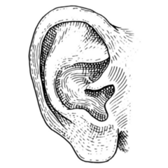 Human Biology Ear Sketch Sticker