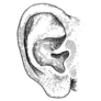 Human Biology Ear Sketch Sticker