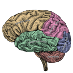 Human Brain Lateral View Colorful Sticker