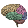 Human Brain Lateral View Colorful Sticker