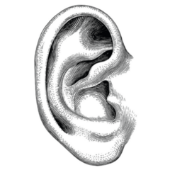Human Ear Hand Drawn Vintage Sticker