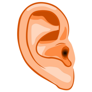 Human Ear Illustration Sticker